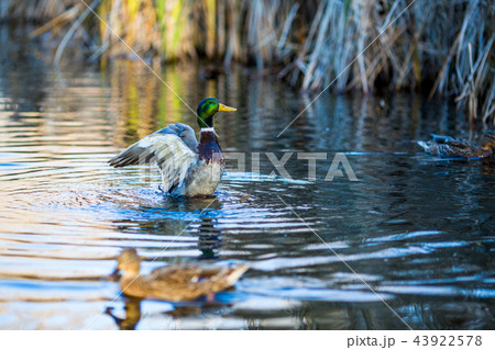 Drake duck closes wings in South park, Sofia 43922578