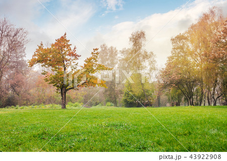 oak tree on the grassy park meadow oak tree on the grassy park meadow 43922908