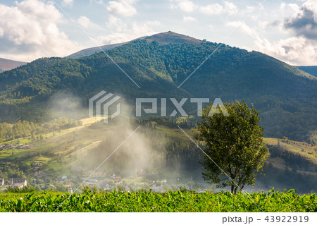 lonely tree on the meadow in smoke lonely tree on the meadow in smoke 43922919