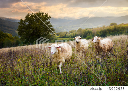 two sheep and ram walk through grassy meadow 43922923