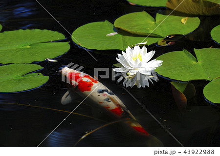 水蓮の花と錦鯉の写真素材 [43922988] - PIXTA