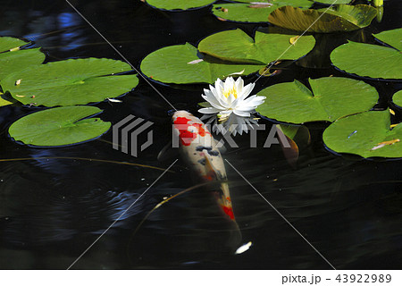 水蓮の花と錦鯉 43922989