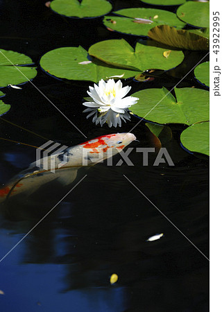 水蓮の花と錦鯉 43922995
