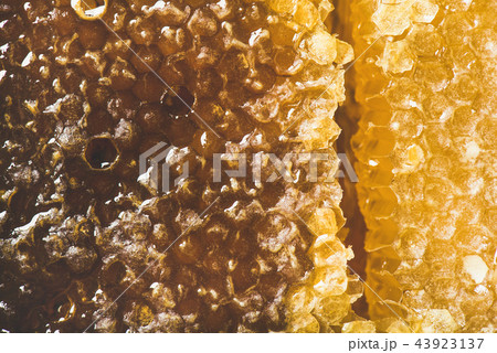 Bee honeycomb texture, wallpaper and background, top view, close-up 43923137