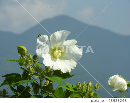 芙蓉の花 芙蓉の花 43923243