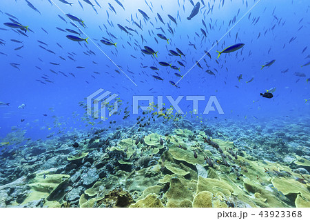 パラオ ダイビング 流れに向かって泳いでいる魚の群れ 43923368
