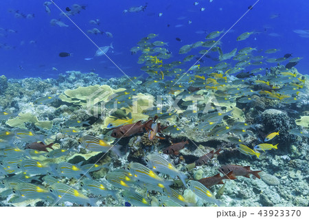 パラオ ダイビング 流れに向かって泳いでいる魚の群れ 43923370