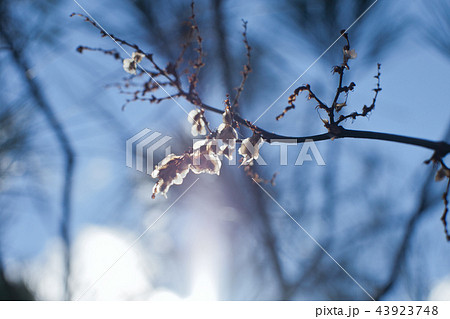 うめ 春告草 ソシンロウバイ 43923748