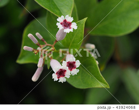 ハマサオトメカズラ 43924068