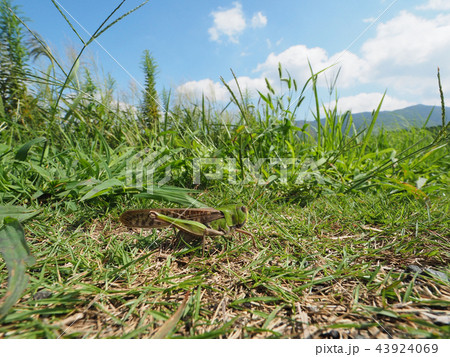 トノサマバッタの産卵 トノサマバッタの産卵 43924069