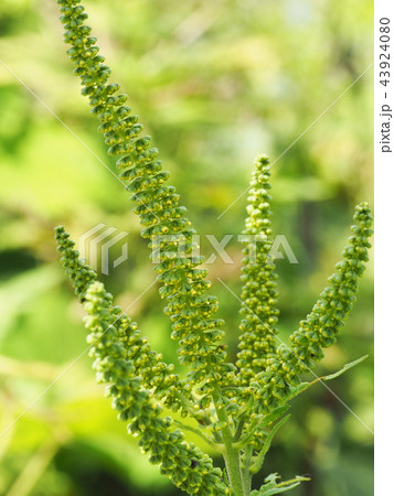 オオブタクサ 43924080