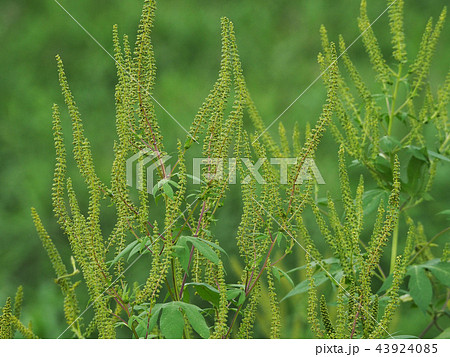 オオブタクサ 43924085