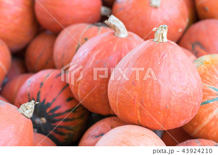 Bunch of orange pumpkins for sale 43924210