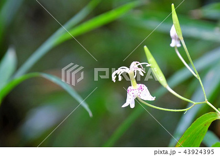 ヤマホトトギス ヤマホトトギス 43924395