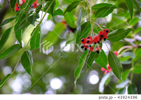 ごんずい 43924396