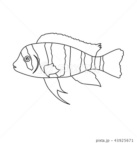 Frontosa Cichlid (Cyphotilapia Frontosa) fish icon outline. Singe aquarium fish icon from the sea 43925671