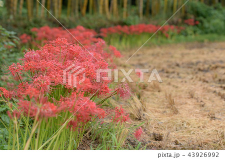 曼珠沙華　彼岸花 43926992