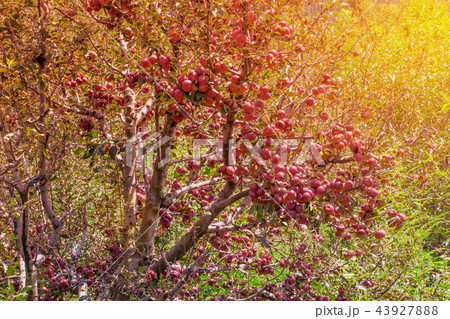 Seasonal autumn apple tree on sunny day Seasonal autumn apple tree on sunny day 43927888