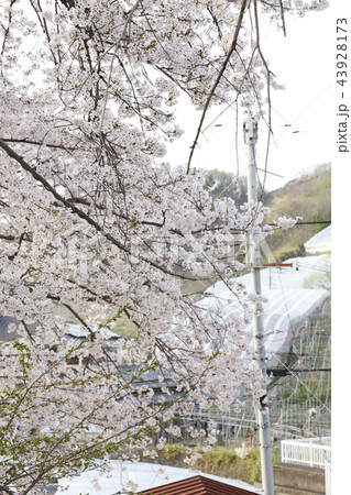 上ノ太子 飛鳥戸神社桜 上ノ太子 飛鳥戸神社桜 43928173