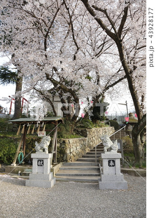 上ノ太子 飛鳥戸神社桜 上ノ太子 飛鳥戸神社桜 43928177