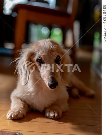 老犬ダックス 老犬ダックス 43928489