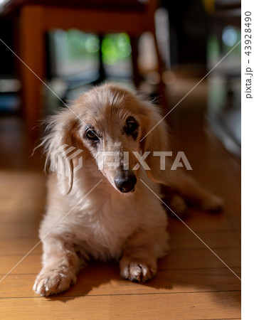 老犬ダックス 43928490