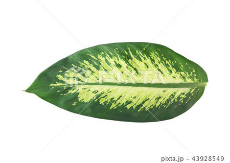 green leaves Dumb Cane isolated on white green leaves Dumb Cane isolated on white 43928549