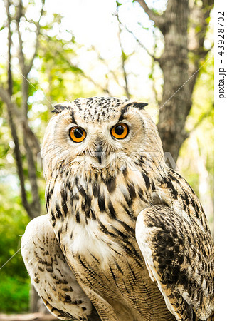 ふくろう フクロウ 梟の写真素材