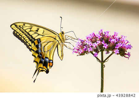 花の蜜を吸うアゲハ蝶の写真素材