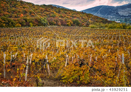 Autumn vineyard view with a rainy sky 43929251