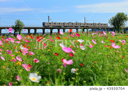 JR鹿島線 ・ 十二橋駅付近　与田浦コスモスまつり 43930704