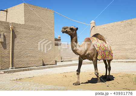 Camel at Itchan Kala fortress 43931776