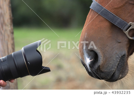 Camera lenses and a horse nose 43932235