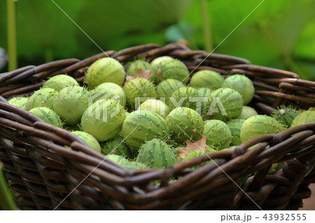 Melothria or exotic cucumber 43932555