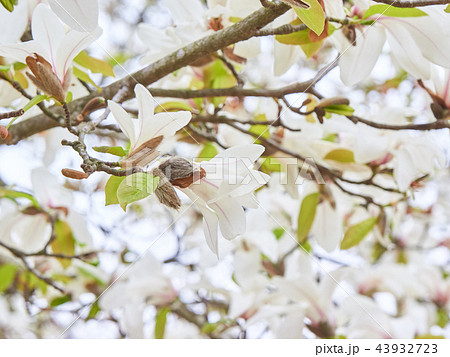 コブシの花 コブシの花 43932723