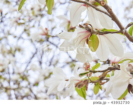 コブシの花　オプケニ 43932730