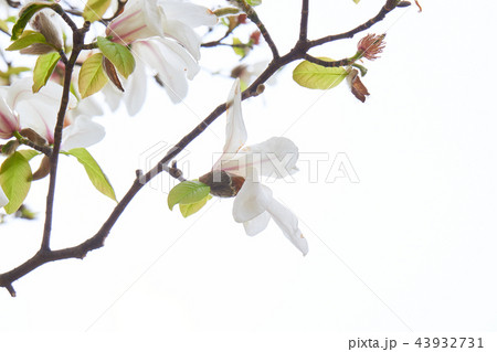 コブシの花 コブシの花 43932731