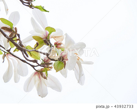 コブシの花　白背景 43932733