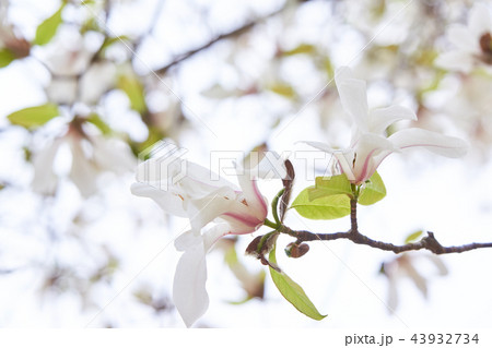 コブシの花 コブシの花 43932734