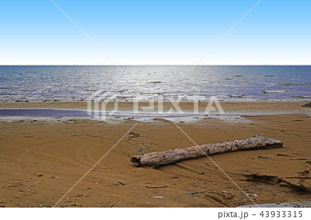 初秋の海、流木とカモメ 初秋の海、流木とカモメ 43933315