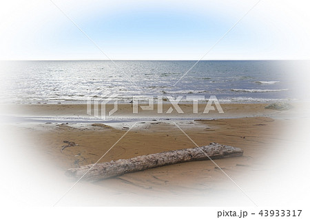 初秋の海、流木とカモメ 初秋の海、流木とカモメ 43933317