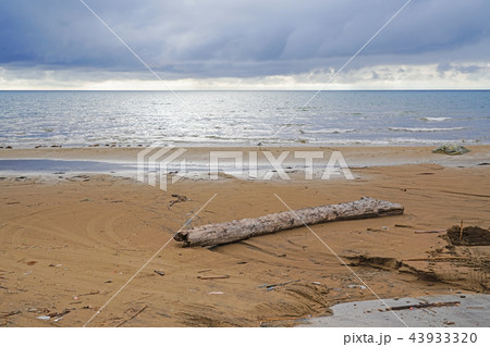 初秋の海、流木とカモメ 43933320
