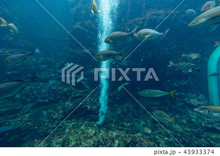 下田海中水族館 下田海中水族館 43933374