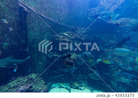下田海中水族館 下田海中水族館 43933375