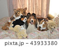 ぬいぐるみと犬 43933380