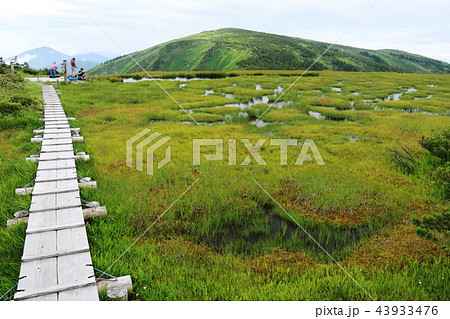 越後 平ヶ岳山頂への道 池ノ岳湿原越しの山頂 越後 平ヶ岳山頂への道 池ノ岳湿原越しの山頂 43933476