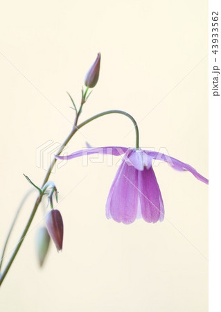 フウリンオダマキ　紫花　明るい背景 43933562