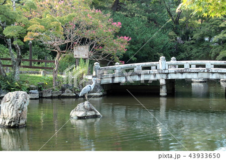京都 円山公園 京都 円山公園 43933650