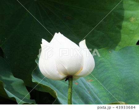 水蓮 はす はちす 43933684