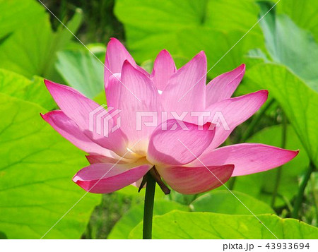 水蓮 はす はちす 43933694